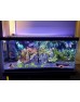 Buy AQUA LED PLANT FULL SPECTRUM 4 RENK ÖZEL DİZİLİM AQUA LED PLANT FULL SPECTRUM 4 RENK ÖZEL DİZİLİM