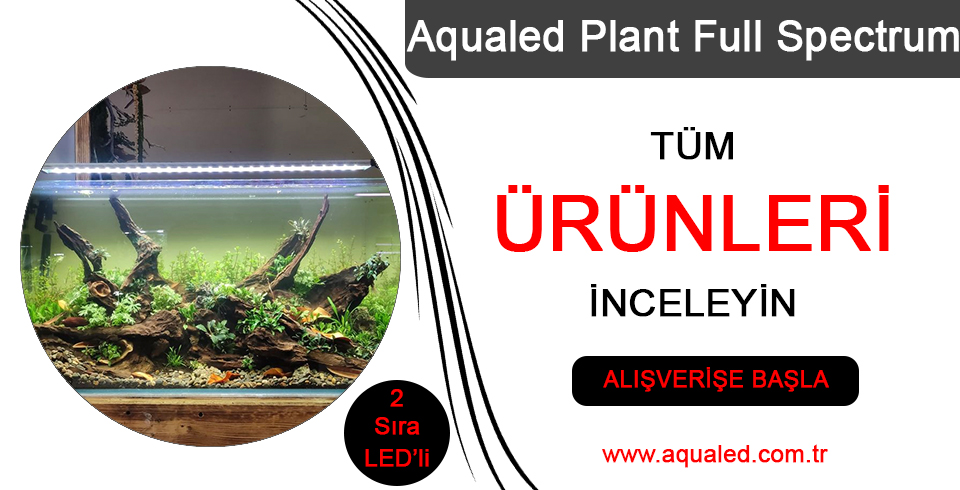 aqualed-plant